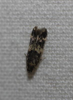 Apatema impunctella