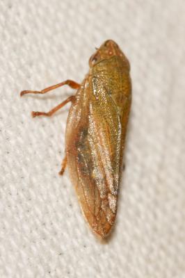 Aphrophore des saules Aphrophora salicina (Goeze, 1778)