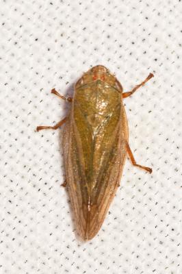 Aphrophore des saules Aphrophora salicina (Goeze, 1778)