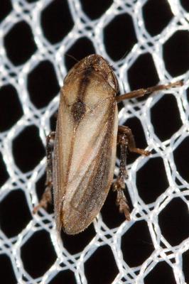  Neophilaenus lineatus (Linnaeus, 1758)