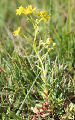 Saxifrage cilié, Faux-aizon, Saxifrage faux Aïzoon Saxifraga aizoides L., 1753