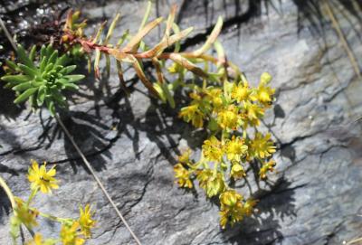 Saxifrage cilié, Faux-aizon, Saxifrage faux Aïzoon Saxifraga aizoides L., 1753