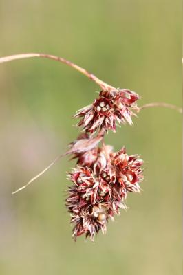 Luzule en épis Luzula spicata (L.) DC., 1805