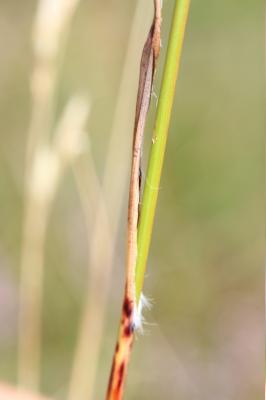 Luzule en épis Luzula spicata (L.) DC., 1805