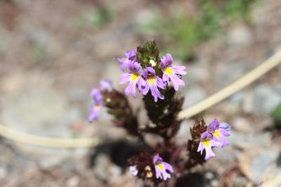 Euphraise des Alpes Euphrasia alpina Lam., 1786