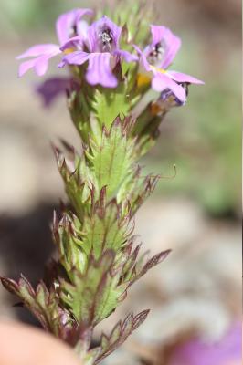 Euphraise des Alpes Euphrasia alpina Lam., 1786