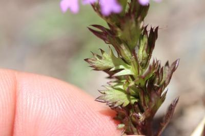 Euphraise des Alpes Euphrasia alpina Lam., 1786