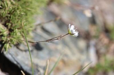 Alsine calaminaire, Minuartie du printemps, Minuar Minuartia verna (L.) Hiern, 1899