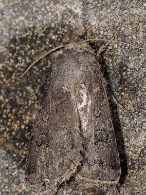 Noctuelle des Moissons (La) Agrotis segetum (Denis & Schiffermüller, 1775)