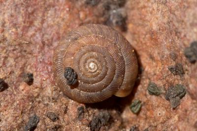 Bouton commun Discus rotundatus (O.F. Müller, 1774)