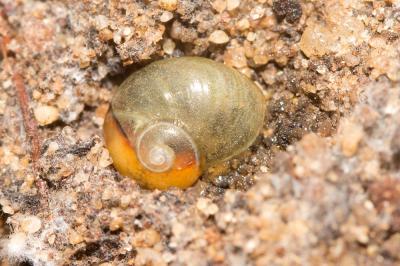 Semilimace des plaines Phenacolimax major (A. Férussac, 1807)
