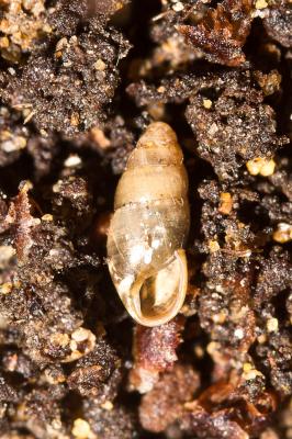 Brillante commune Cochlicopa lubrica (O.F. Müller, 1774)