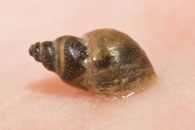 Limnée épaulée Galba truncatula (O.F. Müller, 1774)
