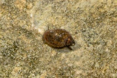 Physe voyageuse Physella acuta (Draparnaud, 1805)