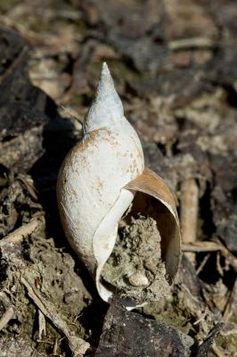 Grande limnée Lymnaea stagnalis (Linnaeus, 1758)