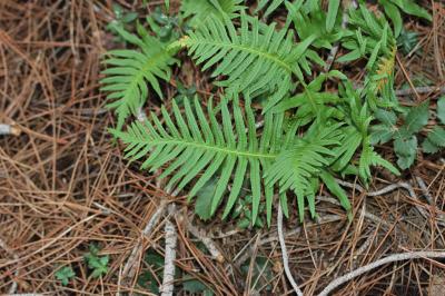 Polypode intermédiaire Polypodium interjectum Shivas, 1961
