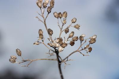Achillée millefeuille, Herbe au charpentier, Sourc Achillea millefolium L., 1753