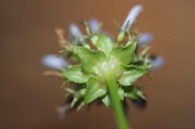 Jasione pérenne, Jasione vivace, Jasione lisse Jasione laevis Lam., 1779