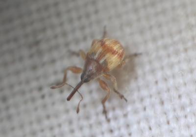  Corimalia tamarisci (Gyllenhal, 1838)