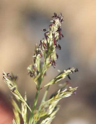 Sporobole piquant Sporobolus pungens (Schreb.) Kunth, 1829