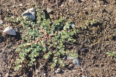 Euphorbe rampante Euphorbia serpens Kunth, 1817