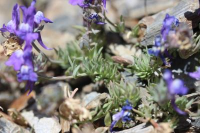Linaire des Alpes Linaria alpina (L.) Mill., 1768
