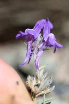 Linaire des Alpes Linaria alpina (L.) Mill., 1768