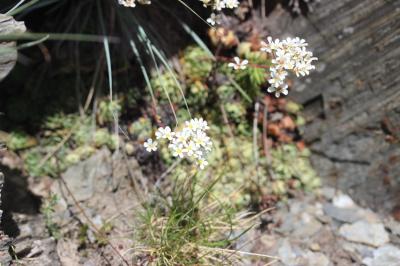 Saxifrage aizoon Saxifraga paniculata Mill., 1768