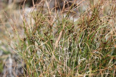 Jonc trifide Juncus trifidus L., 1753