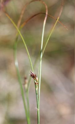 Jonc trifide Juncus trifidus L., 1753