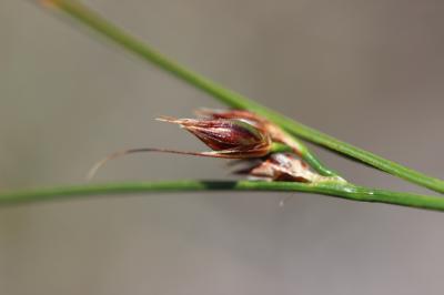 Jonc trifide Juncus trifidus L., 1753