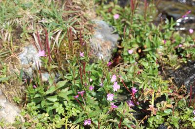 Épilobe à feuilles d'alsine Epilobium alsinifolium Vill., 1779