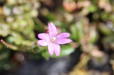 Épilobe à feuilles d'alsine Epilobium alsinifolium Vill., 1779