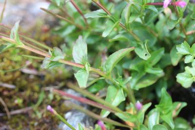 Épilobe à feuilles d'alsine Epilobium alsinifolium Vill., 1779