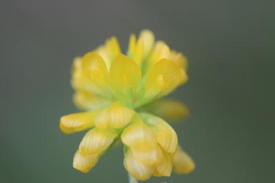 Trèfle doré, Trèfle agraire Trifolium aureum Pollich, 1777
