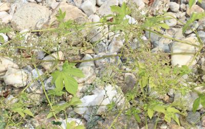 Houblon grimpant Humulus lupulus L., 1753