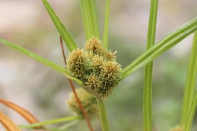 Souchet aggloméré Cyperus glomeratus L., 1756