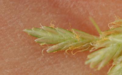 Souchet aggloméré Cyperus glomeratus L., 1756
