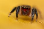  Euophrys rufibarbis (Simon, 1868)