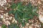 Piloselle Pilosella officinarum F.W.Schultz & Sch.Bip., 1862