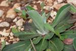 Piloselle Pilosella officinarum F.W.Schultz & Sch.Bip., 1862