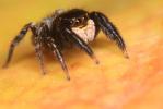  Euophrys herbigrada (Simon, 1871)