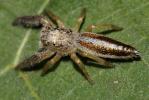  Mendoza canestrinii (Ninni in Canestrini & Pavesi, 1868)