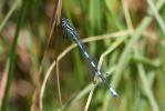 Agrion à fer de lance, Agrion hasté (L') Coenagrion hastulatum (Charpentier, 1825)