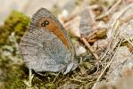Moiré lustré (Le), Moiré arverne (Le) Erebia arvernensis Oberthür, 1908