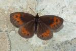 Moiré pyrénéen (Le) Erebia gorgone Boisduval, 1833