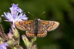 Damier du Chèvrefeuille (Le) Euphydryas intermedia (Ménétriès, 1859)