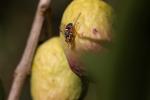  Bactrocera oleae (Rossi, 1790)