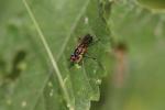  Phrosia albilabris (Fabricius, 1805)
