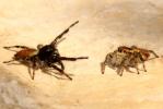  Carrhotus xanthogramma (Latreille, 1819)